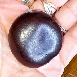 Ocean Bean – The Traveling Seed of the Sea