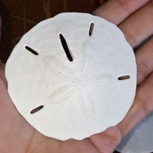 Sand Dollar